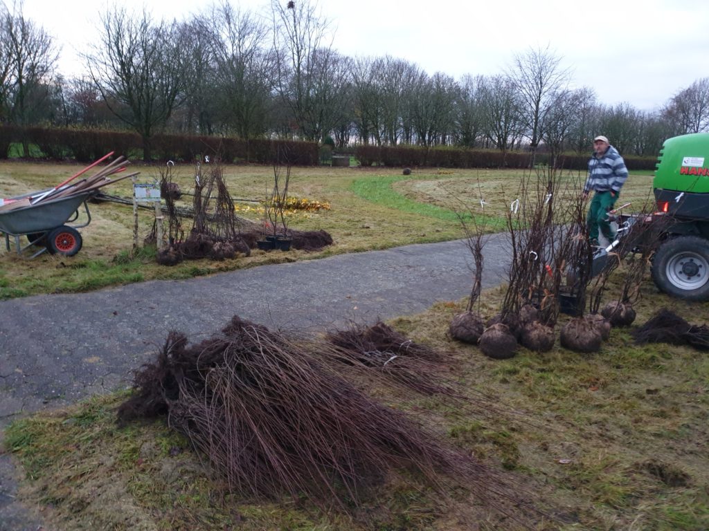 Stauden liegen auf dem Südfriedhof Husum zur Pflanzung bereit.