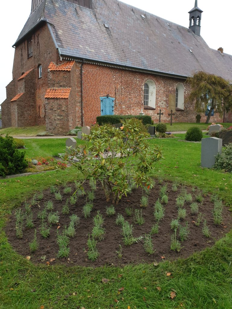 Lavendel und Rosmarin eingepflanzt auf dem Friedhof Tating.