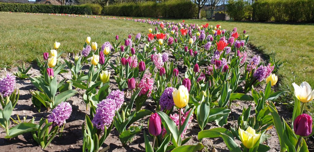 Viele blühende Tulpen in einem freien Rasenstück.