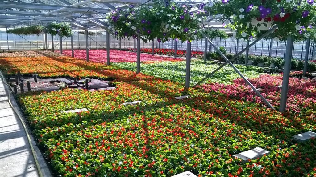 Viele blühende bunte Blumen in einem Gewächshaus.