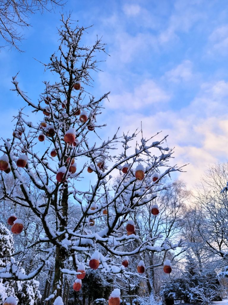 Rote Äpfel wurden in einen leicht beschneiten Baum gehängt, der Himmel dahinter ist blau.
