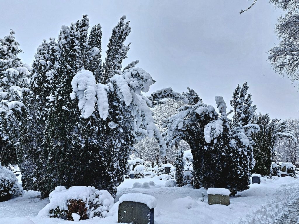 Mehrere Büsche mit Schnee bedeckt.