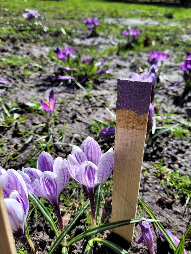 Lila Krokusse wachsen aus der Erde.