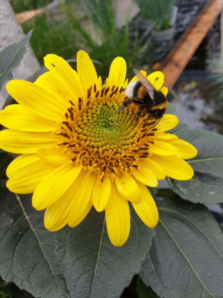 Eine Biene auf einer Sonnenblume.