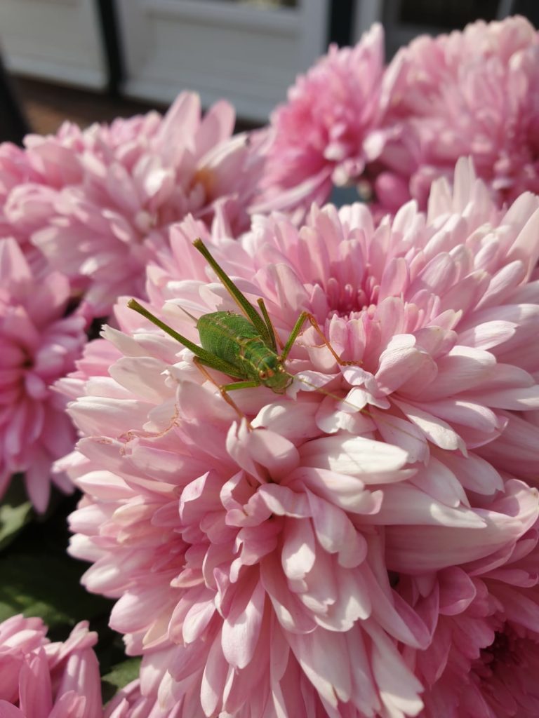 Ein Grashüpfer auf einer Blume.