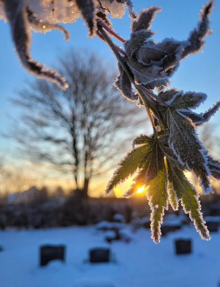 Eingefrorene Blätter durch die die Sonne scheint, verschneiter Friedhof im Hintergrund