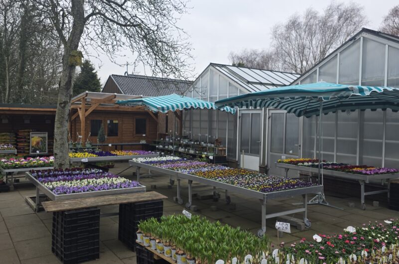 Blick über die Verkaufsfläche der Gärtnerei mit verschiedenen Blumen