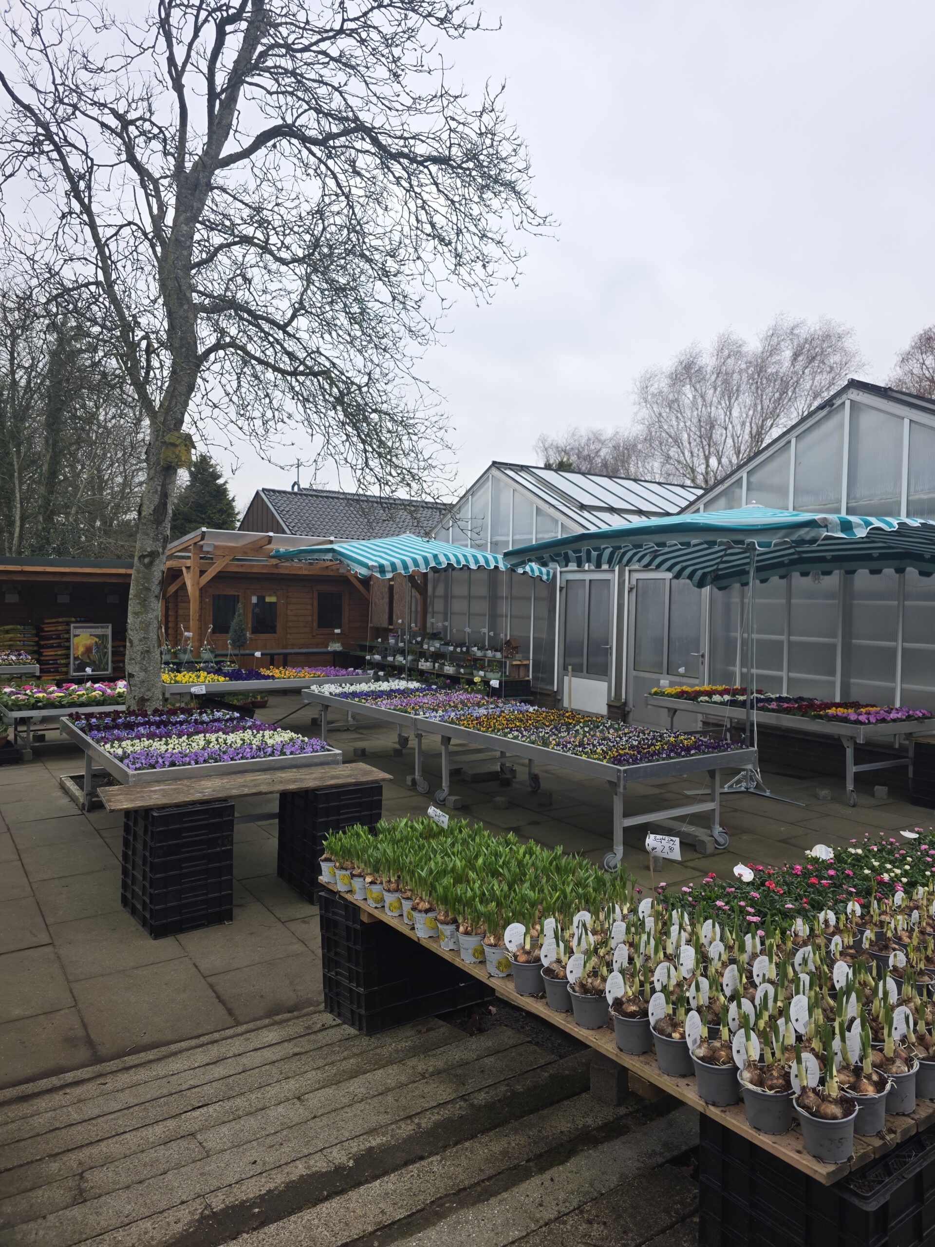 Blick über die Verkaufsfläche der Gärtnerei mit verschiedenen Blumen