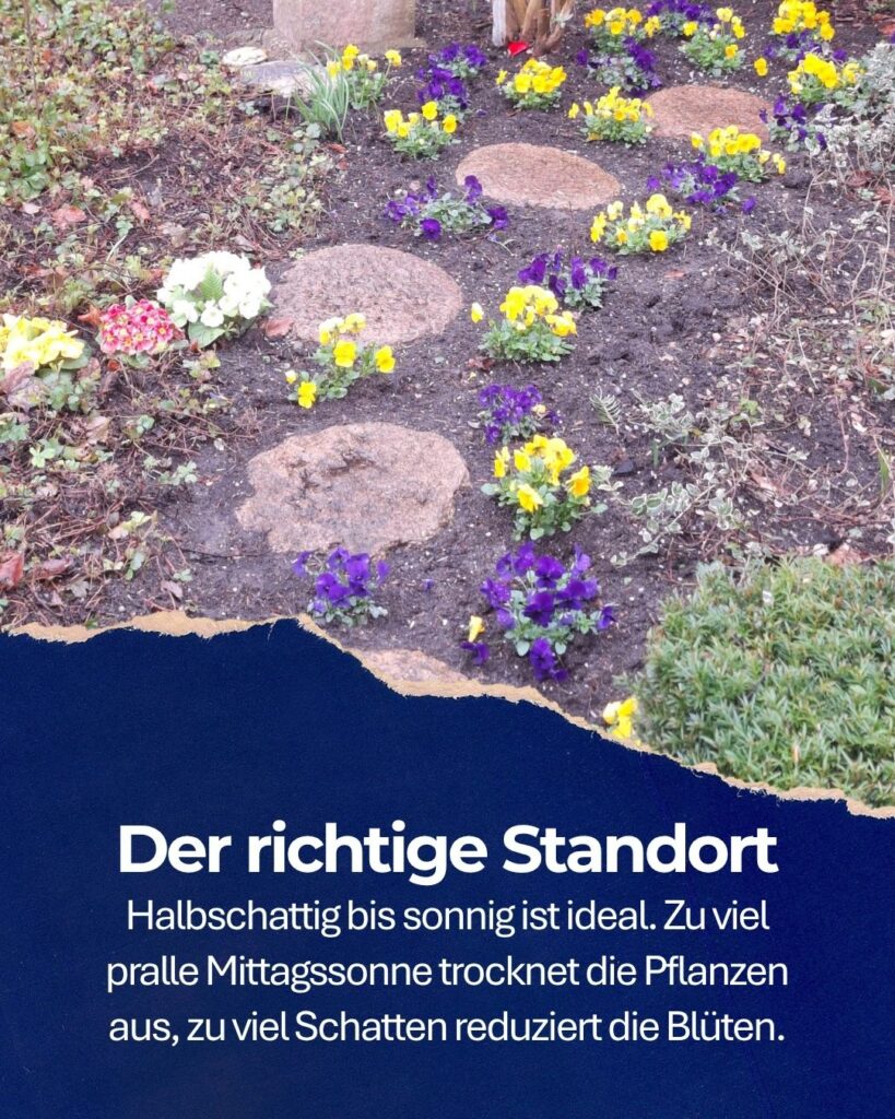 Hornveilchen auf einem Pflegegrab. Text: Der richtige Standort. Halbschattig bis sonnig ist ideal. Zu viel pralle Mittagssonne trocknet die Pflanzen aus, zu viel Schatten reduziert die Blüten.