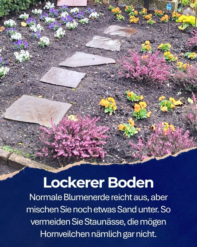 Hornveilchen auf einem Pflegegrab. Text: Lockerer Boden. Normale Blumenerde reicht aus, aber mischen Sie noch etwas Sand unter. So vermeiden Sie Staunässe, die mögen Hornveilchen nämlich gar nicht.