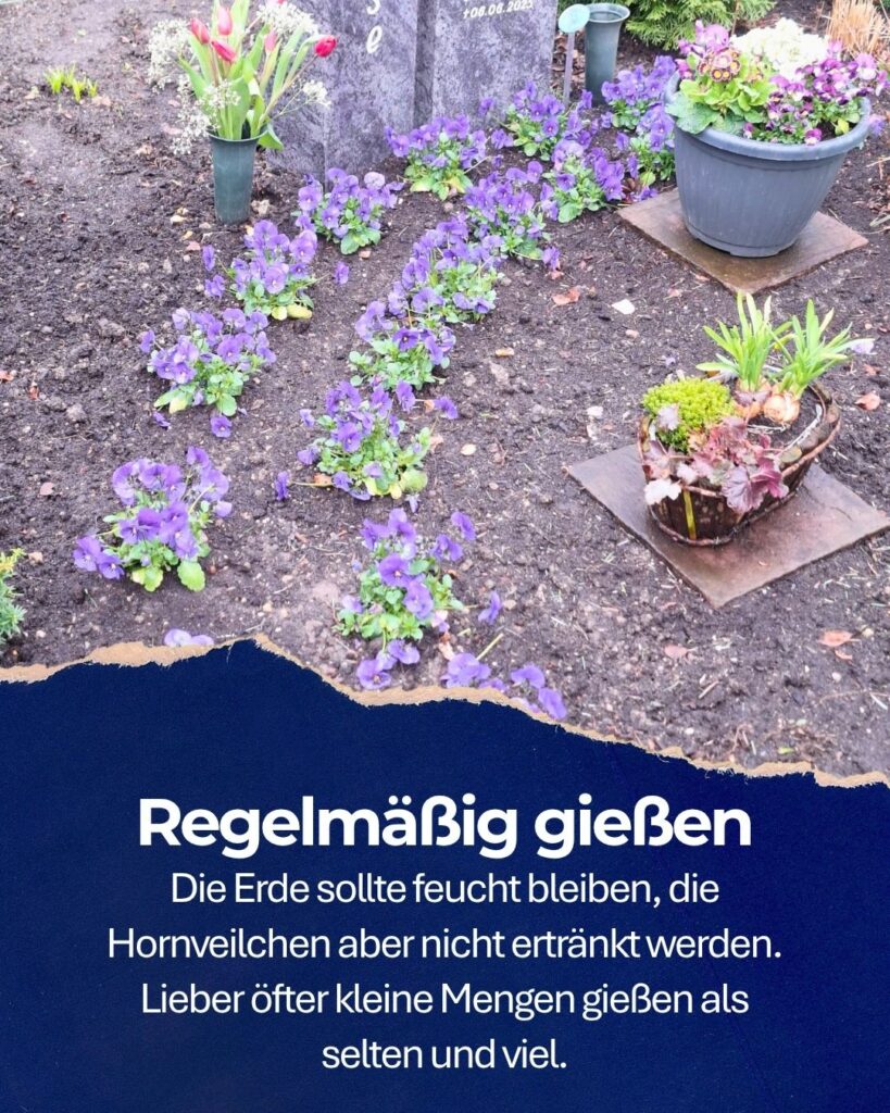 Hornveilchen auf einem Pflegegrab. Text: Regelmäßig gießen. Die Erde solle feucht bleiben, die Hornveilchen aber nicht ertränkt werden. Lieber öfter kleine mengen gießen als selten und viel.