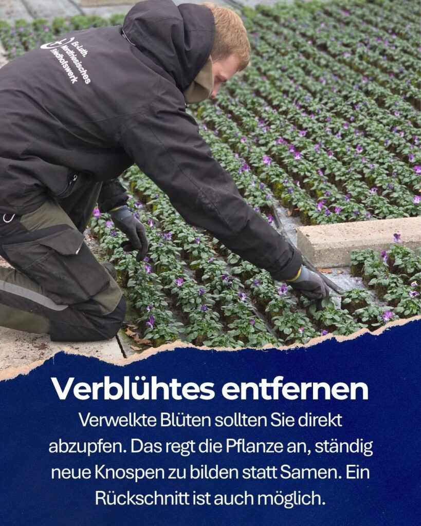 Friedhofgärtner zupft Blätter aus Hornveilchen. Text: Verblühtes entfernen. Verwelkte Blüten sollten Sie direkt abzupfen. Das regt die Pflanze an, ständig neue Knospen zu bilden statt Samen. Ein Rückschnitt ist auch möglich.