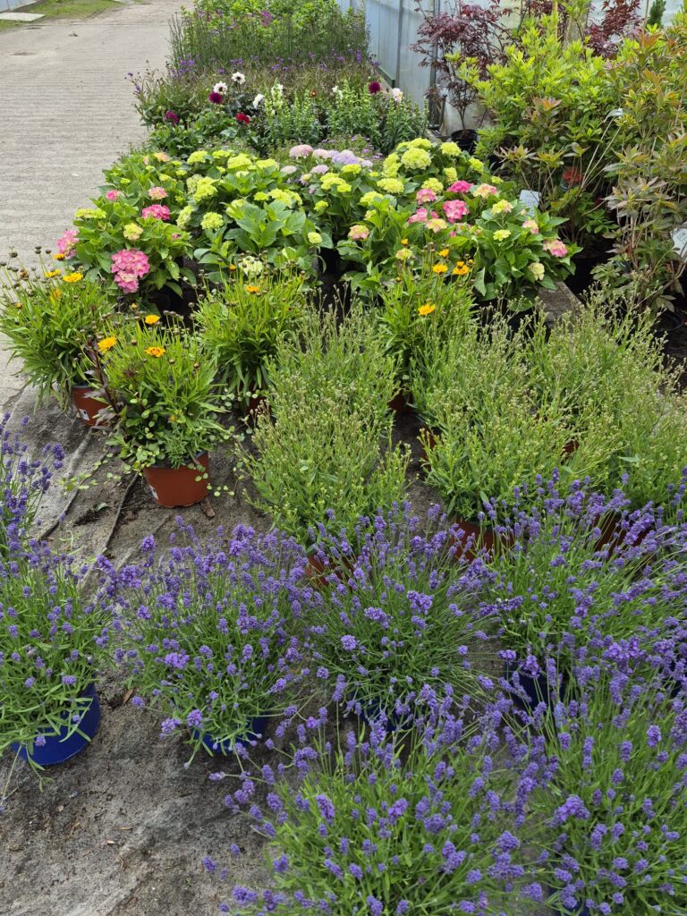 Blumen in der Auslage