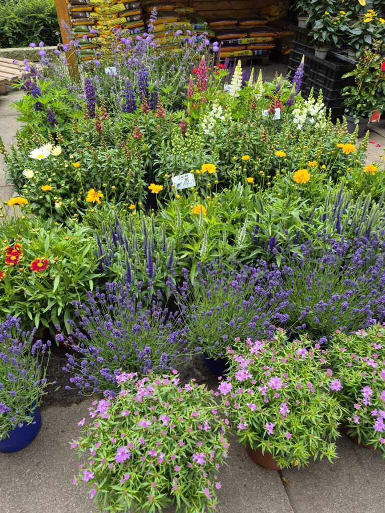 Blumen in der Auslage
