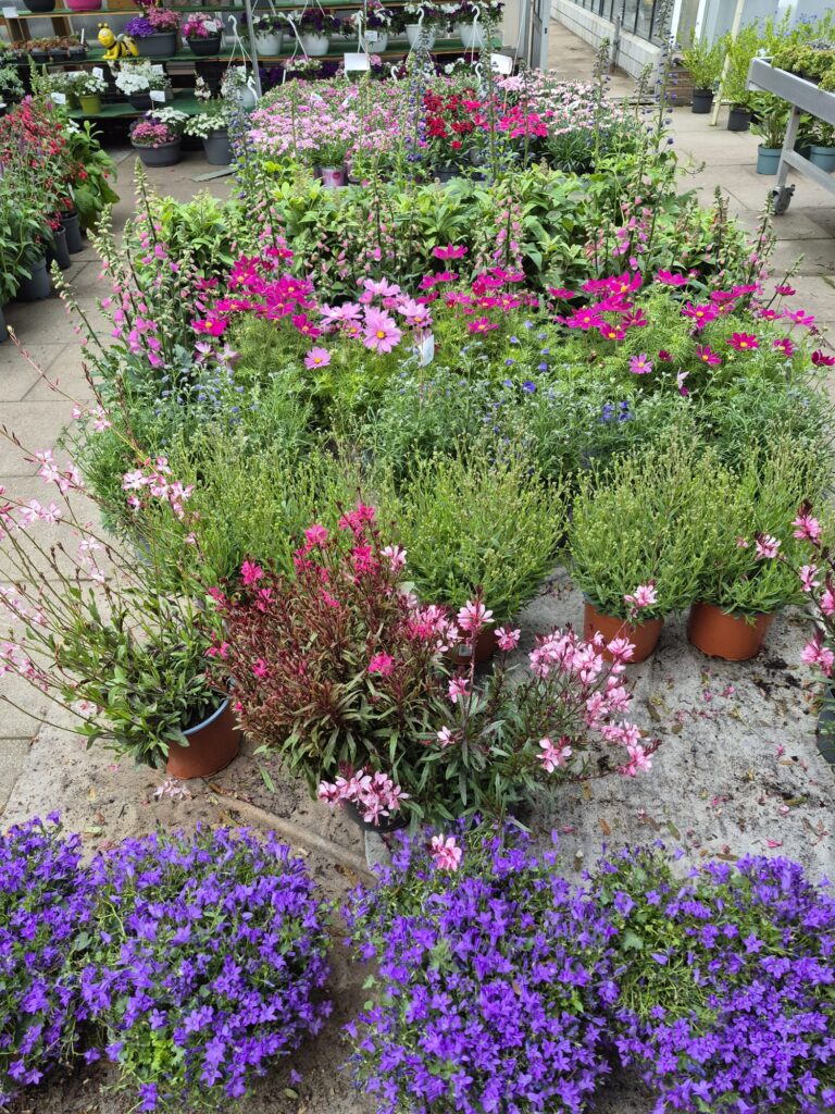 Blumen in der Auslage