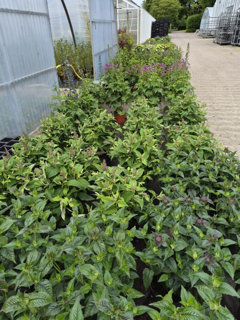 Blumen in der Auslage