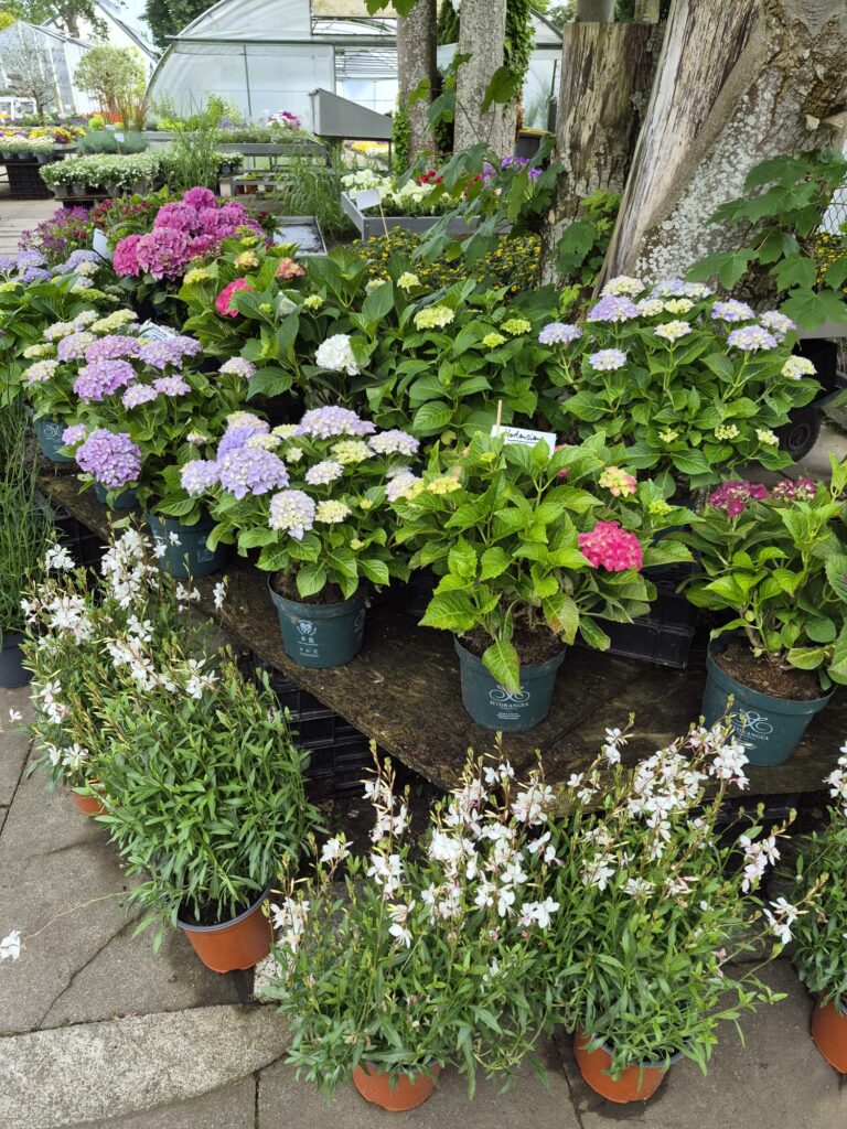 Blumen in der Auslage