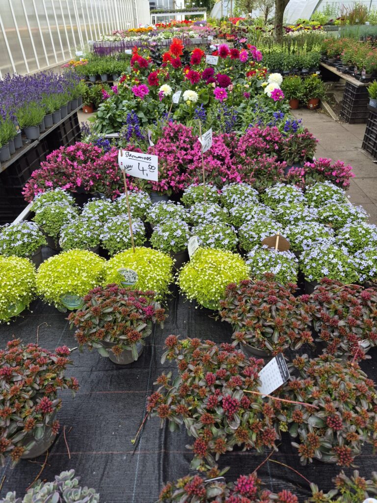 Blumen in der Auslage