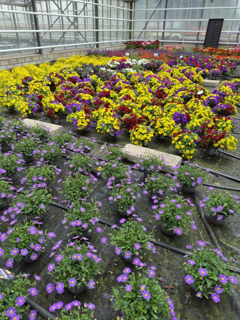 Blumen in der Auslage eines Gewächshauses