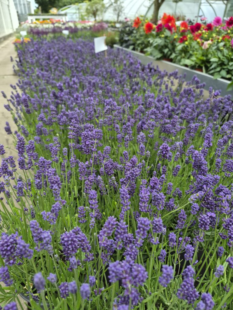 Lavendel in der Auslage
